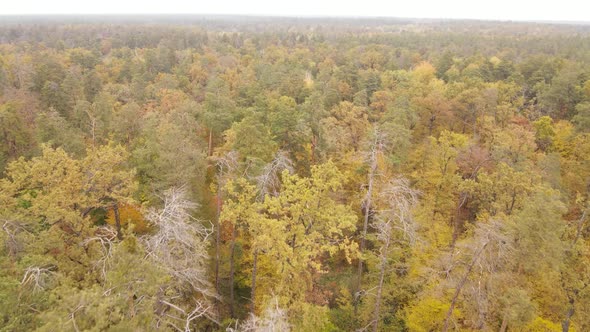 Forest with Trees in an Autumn Day