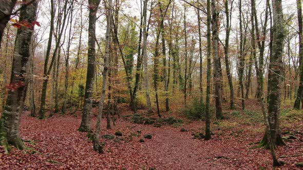 Moving Among the Beech Trees Field in Autumn