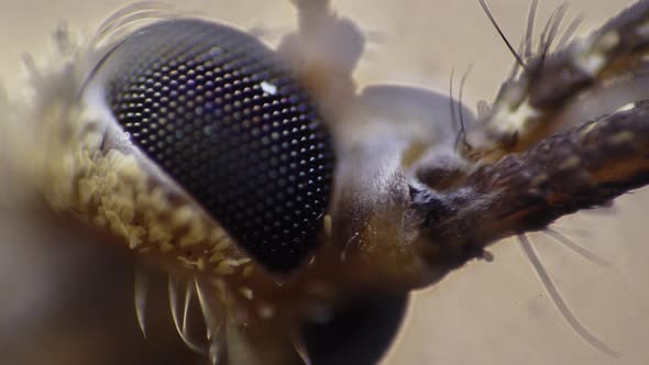 Closeup View of an Insect Head with Big Eyes Which is Moving Its Chelas