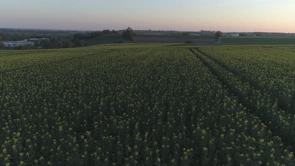 Yellow Flowers On A Field With Drone At Sunset