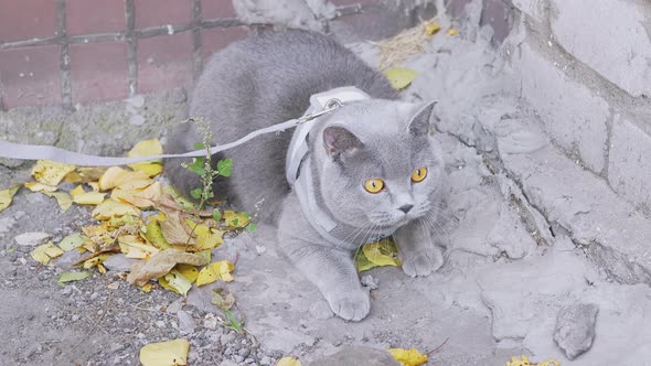 A Hostess Walking of a Gray British Cat on a Leash on Outdoor