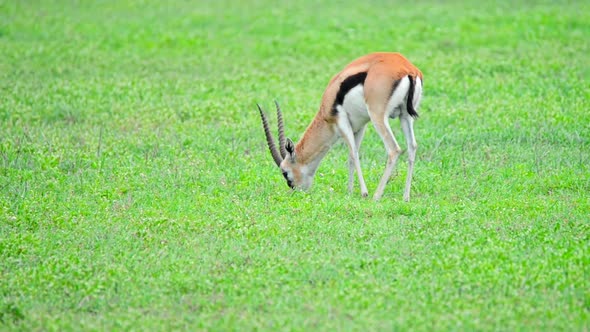 Thompson Gazelle or Grazing in Savannah