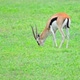 Thompson Gazelle or Grazing in Savannah - VideoHive Item for Sale