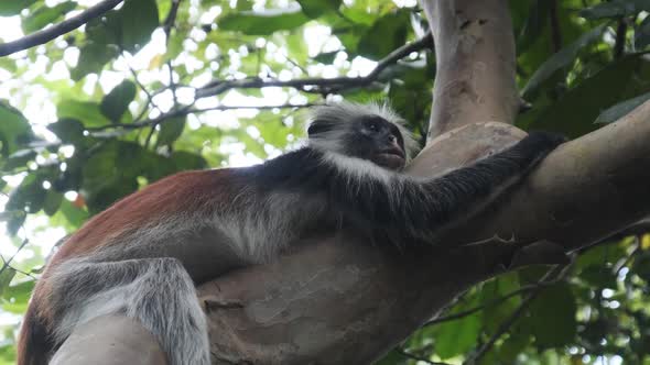 Red Colobus Monkey Sitting on Branch in Jozani Tropical Forest Zanzibar Africa