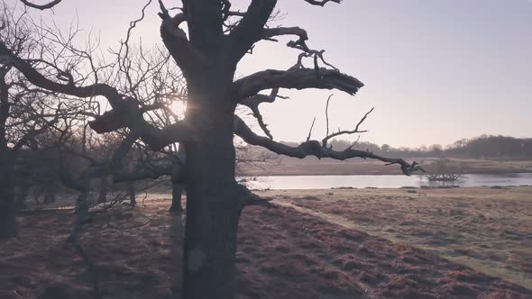 Sunrise in Richmond Park in London, England, UK. Aerial drone view