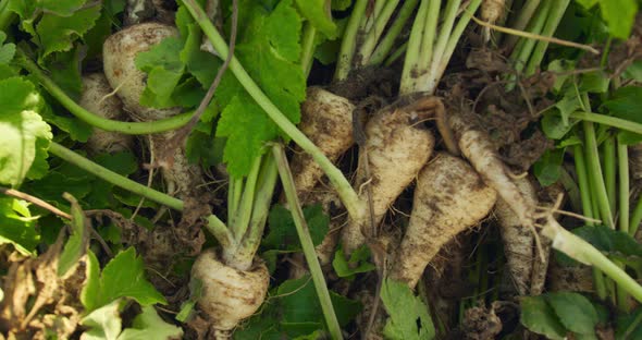 Parsnips on organic farm