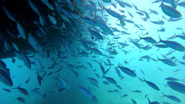  Fish in the Red Sea