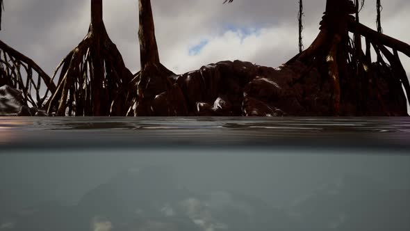 Above and Below the Sea Surface Near Mangrove Trees alt