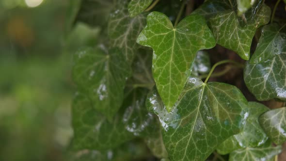 Ivy leaves in the rain.