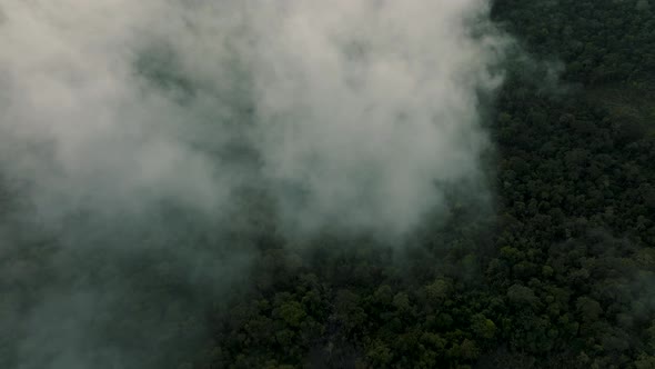 Top down aerial view over dense evergreen canopy of Amazon rainforest