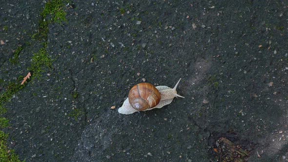 Big Snail Crawling on the Sidewalk