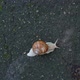 Big Snail Crawling on the Sidewalk - VideoHive Item for Sale