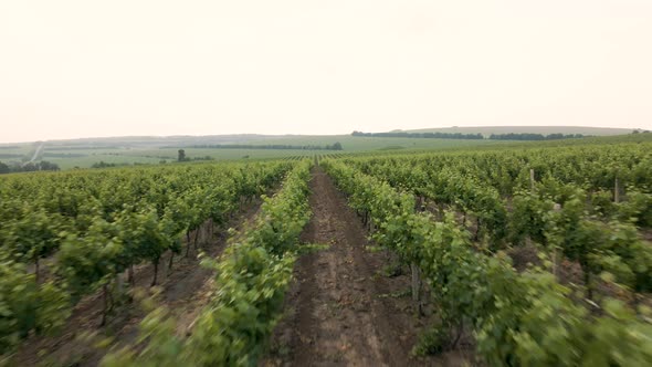 Aerial View of Vineyards