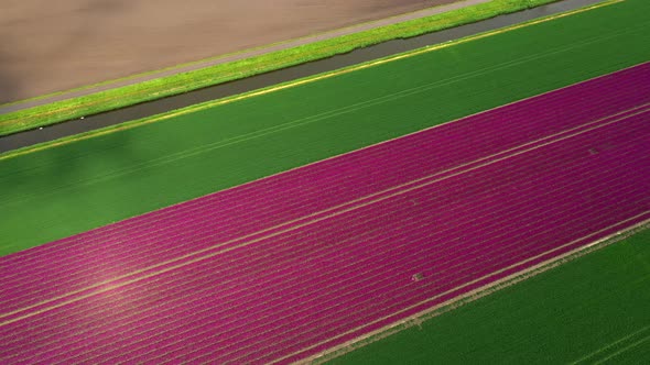 Blooming bulb fields, Zeewolde, Netherlands
