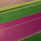 Blooming bulb fields, Zeewolde, Netherlands - VideoHive Item for Sale