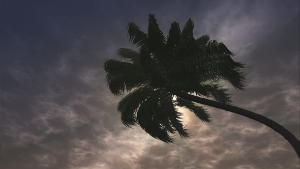 Palm In Sunset