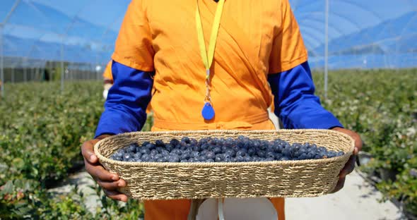 Female worker carry blueberries in blueberry farm 4k