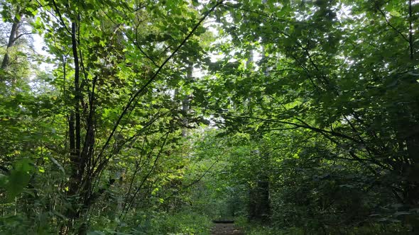 Natural Landscape in the Forest During the Day