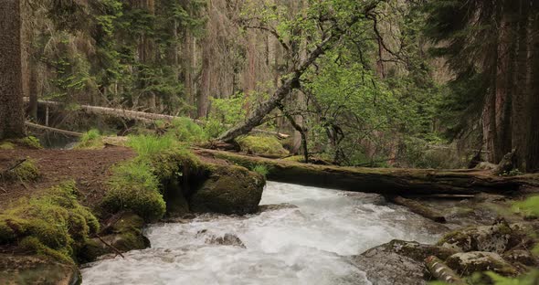 Mountain River in the Wood