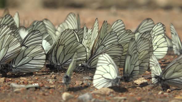 Large Flock of Aporia Crataegi Butterflies and Black-Veined White Butterfly on Ground Surface