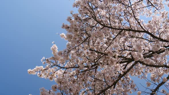 Cherry Blossom And Blue Sky