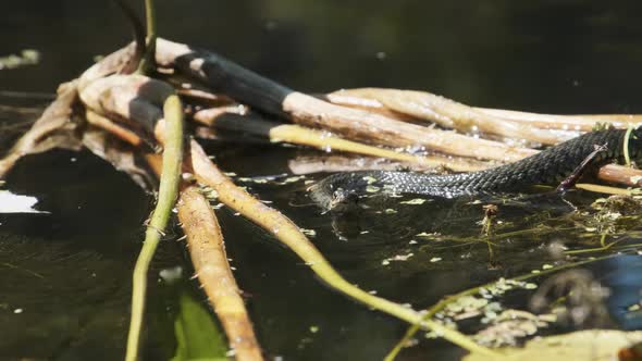 Dice Snake Swims Through Marshes of Swamp Thickets and Algae. Slow Motion