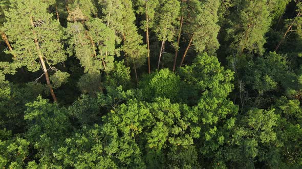 Trees in the Forest Aerial View. Slow Motion