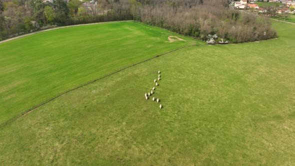 Aerial View of Herd of Cows Grazing on Farmland Field