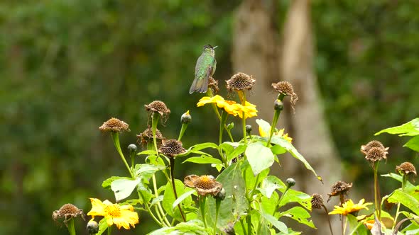 Hummingbird perched on top of yellow flowers before taking flight.