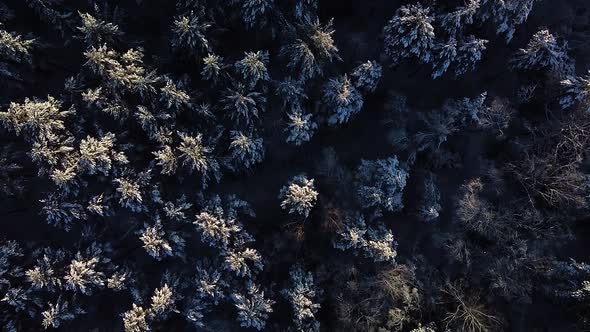 Beautiful scenic aerial birdseye view of a winter forest in sunny winter day, trees covered with fre