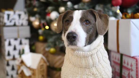 Closeup Portrait Of Dog Sitting Near Christmas Tree With Gift Boxes