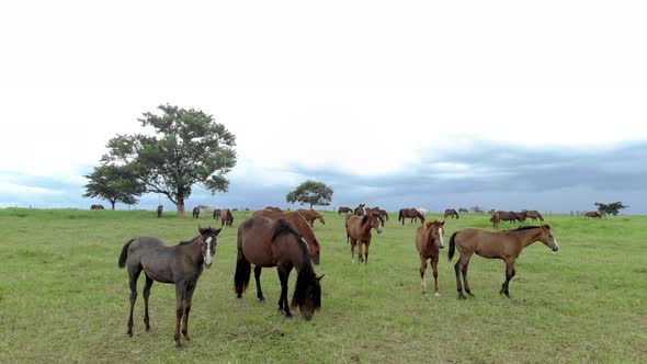 Thoroughbred horses grazing at cloudy day in a field.