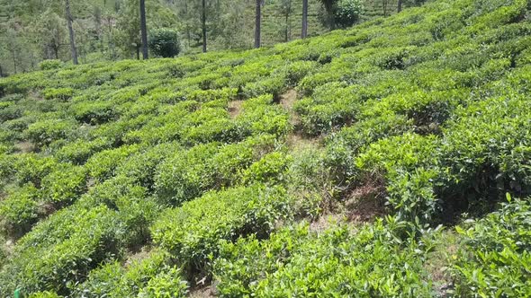 Fresh Tea Bushes Grow on Large Plantation on Old Slope