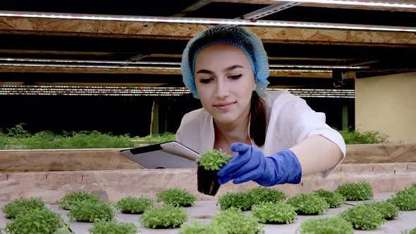 Biotechnologist using tablet to check quality and quantity of vegetable in hydroponic farm