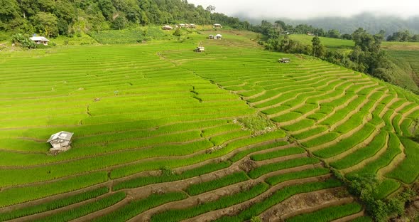 Rice field terrace on mountain agriculture land.