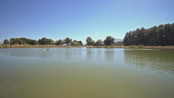 Lake and Trees