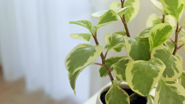 Closeup Female Hands Spraying Peperomia Leaves with Bottle