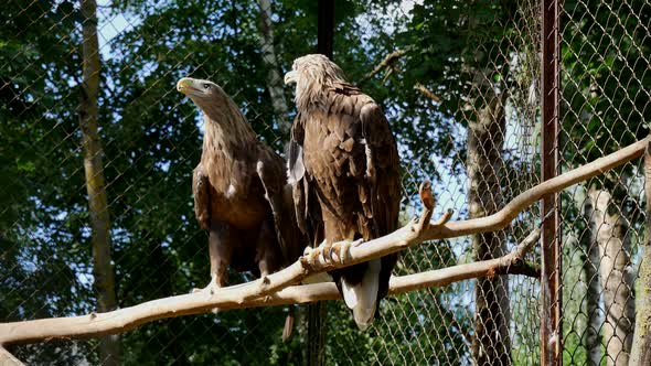Eagles Communicate Sitting On A Branch.