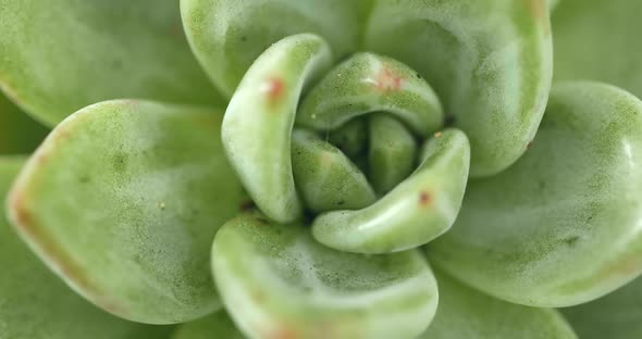 Miniature succulent plant