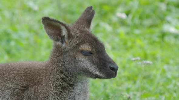 Bennett's Tree-kangaroo Eats Grass. Dendrolagus Bennettianus Grazing in the Meadow.