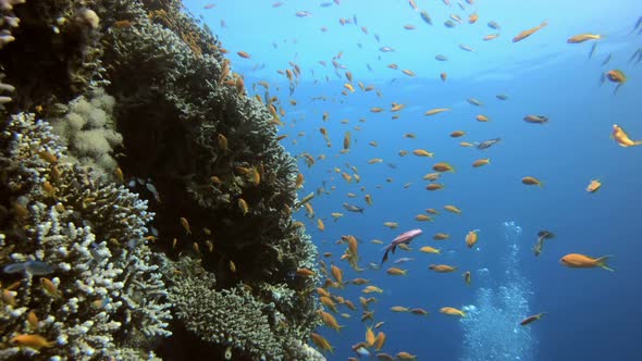 Underwater Sea Coral Reef