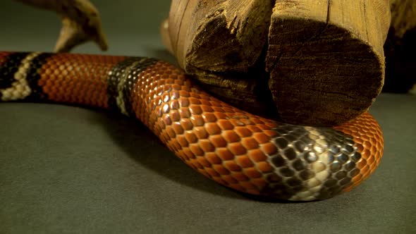 Sinaloan Milk Snake, Lampropeltis Triangulum Sinaloae Lies on Tree Branch at Black Background. Close