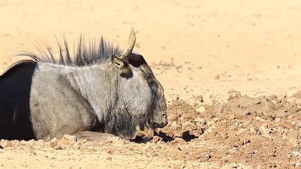Muddy Wildebeest lies in cool wet sand on a hot Kalahari mid day