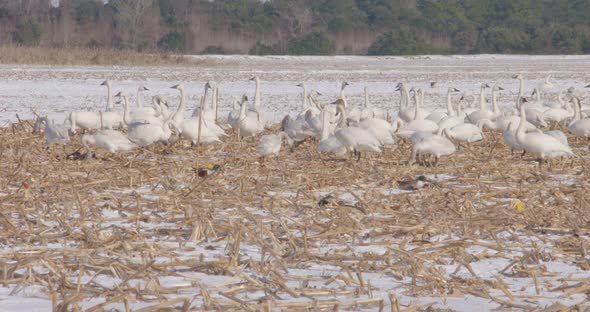 tundra swans in a field