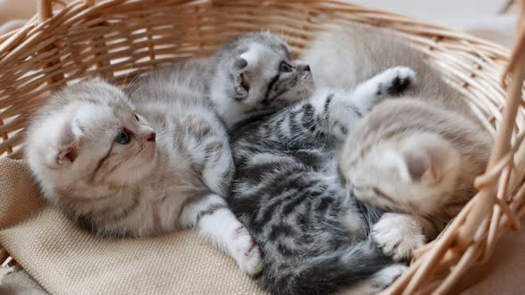 Lovely Grey Scottish Fold Kittens Playing in a Basket