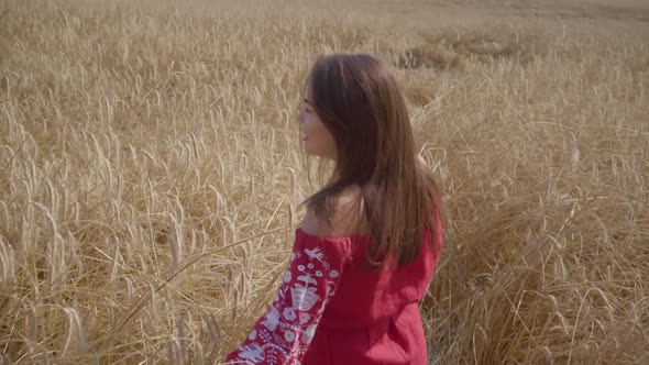 Beautiful Carefree Woman with Long Hair Running Through the Wheat Field Touching Yellow Ears