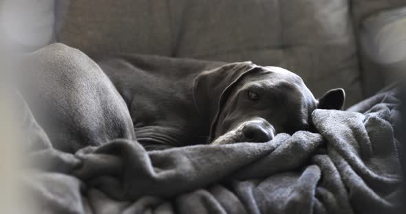 Female blue Great Dane sleeping on the couch