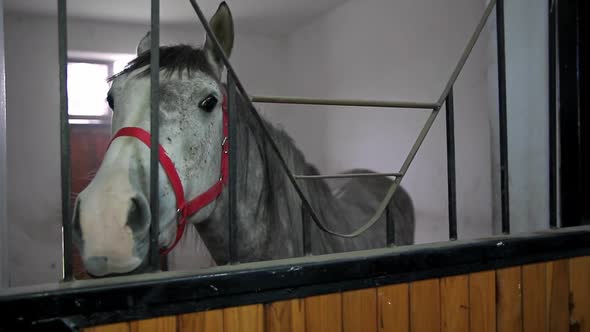 Horse in the barn