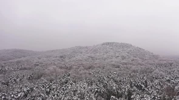 Mystical Winter Landscape with Fog and White Trees