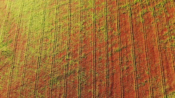 A Red Field of Poppy Flowers